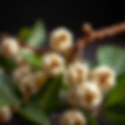 Nutritional benefits of white mulberry
