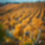 Aerial view of walnut groves in autumn