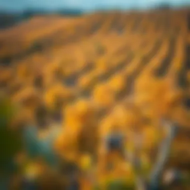 Aerial view of walnut groves in autumn