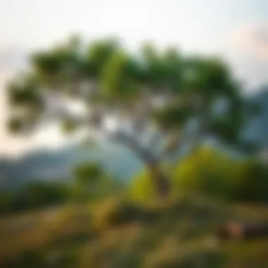 Çitlembik Tree in Its Natural Habitat A serene landscape featuring a Çitlembik tree in its natural habitat