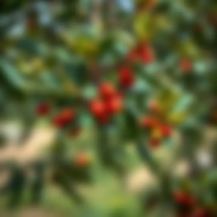 Bay Tree in Nature A vibrant bay tree in a natural environment