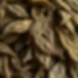 Dried Bay Leaves Dried bay leaves showcasing their texture and color