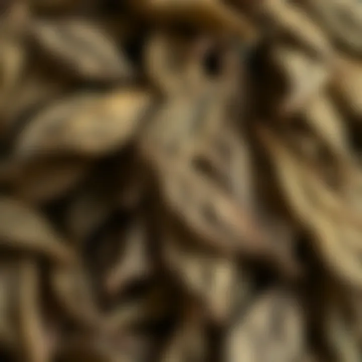 Dried Bay Leaves Dried bay leaves showcasing their texture and color