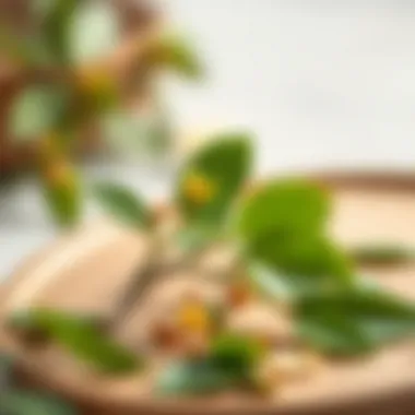 Health Benefits of Bay Leaves Infographic detailing the health benefits of bay leaves