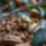 Cocoa pods and beans in a natural setting