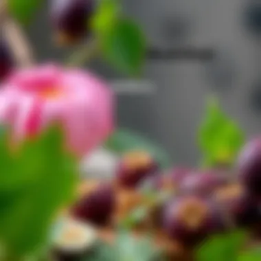 Nutritional chart highlighting benefits of mulberry juice