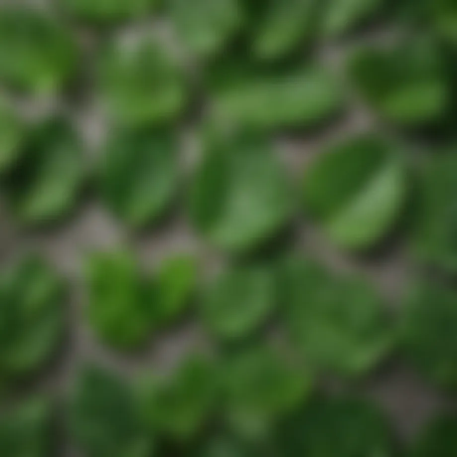 Güneyik Otu leaves showcasing vibrant green color