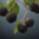 A close-up view of ripe black mulberries on a branch