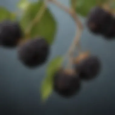 A close-up view of ripe black mulberries on a branch