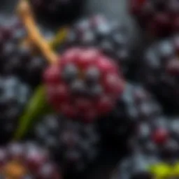 A close-up view of black mulberries showcasing their rich color and texture.