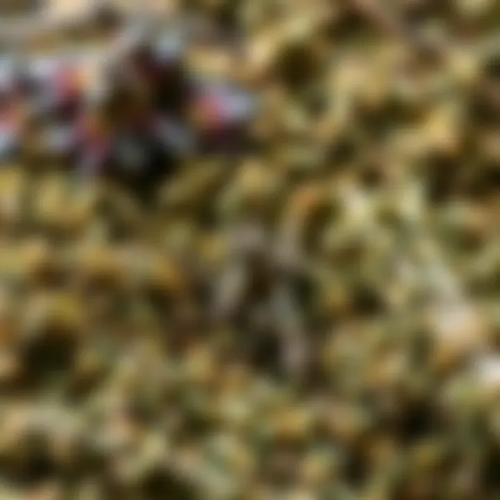 A display of dried thyme with herbal infusions