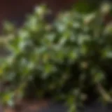 A close-up of fresh thyme leaves