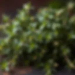 A close-up of fresh thyme leaves