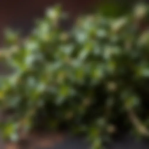 A close-up of fresh thyme leaves
