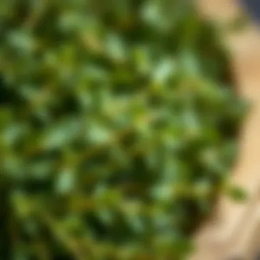 Fresh Thyme Leaves Close-up of thyme leaves emphasizing freshness