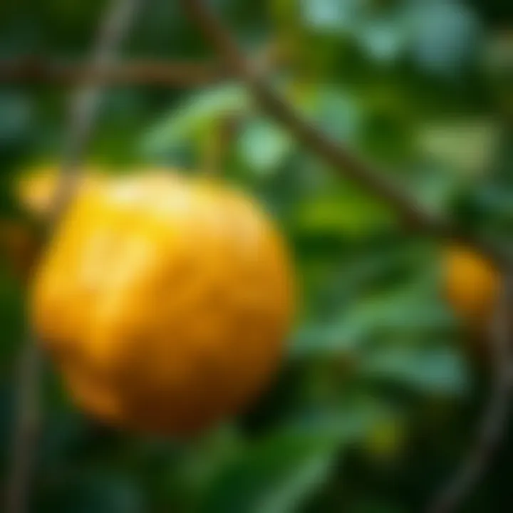 Kudret Narı in its Natural Habitat Kudret Narı fruit in a natural setting