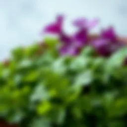 Vibrant parsley leaves showcasing their rich green color