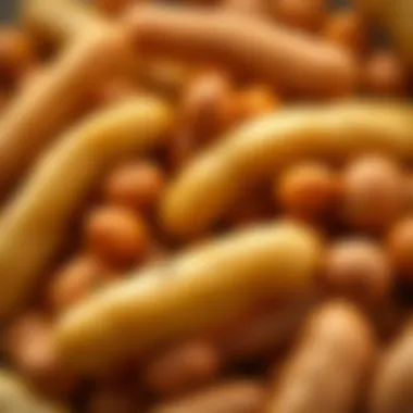 A close-up of Orbit beans showcasing their texture and color