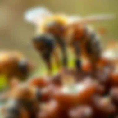 Bees Collecting Nature's Treasure Bee gathering propolis from plants