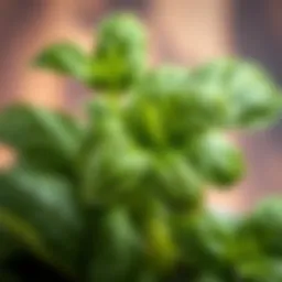 Fresh basil leaves with dew drops