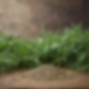 Fresh fennel seeds surrounded by green leaves.