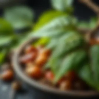Health Advantages Associated with Sarıçoğlu Mulberry Leaves Health advantages associated with Sarıçoğlu mulberry leaves