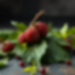 Nutritional benefits of Sarıçoğlu mulberry leaves