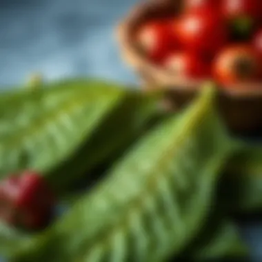Practical Tips for Incorporating Sarıçoğlu Mulberry Leaves into Daily Life Practical tips for incorporating Sarıçoğlu mulberry leaves into daily life