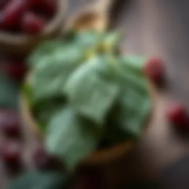Traditional uses of Sarıçoğlu mulberry leaves in herbal medicine