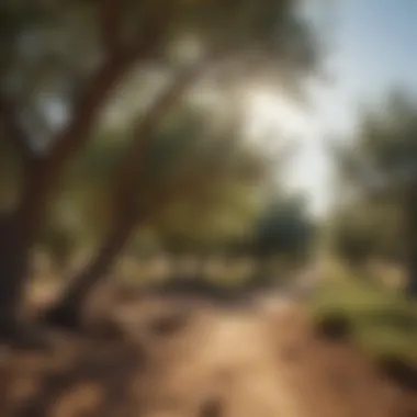 A picturesque olive grove under the sun