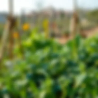 Thriving Garden of Sustainability An inviting garden setting with a variety of herbs and vegetables thriving together.