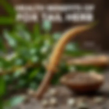 Health Benefits of Fox Tail Herb Infographic highlighting the health benefits of fox tail herb