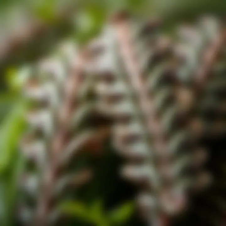 Fox Tail Herb Leaves Texture Close-up of fox tail herb leaves showcasing their texture