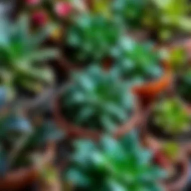 Diverse Foliage of Potted Plants Close-up of various potted plants showcasing diverse foliage