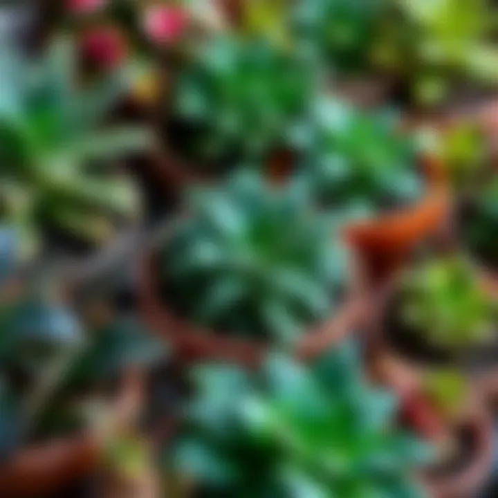 Diverse Foliage of Potted Plants Close-up of various potted plants showcasing diverse foliage